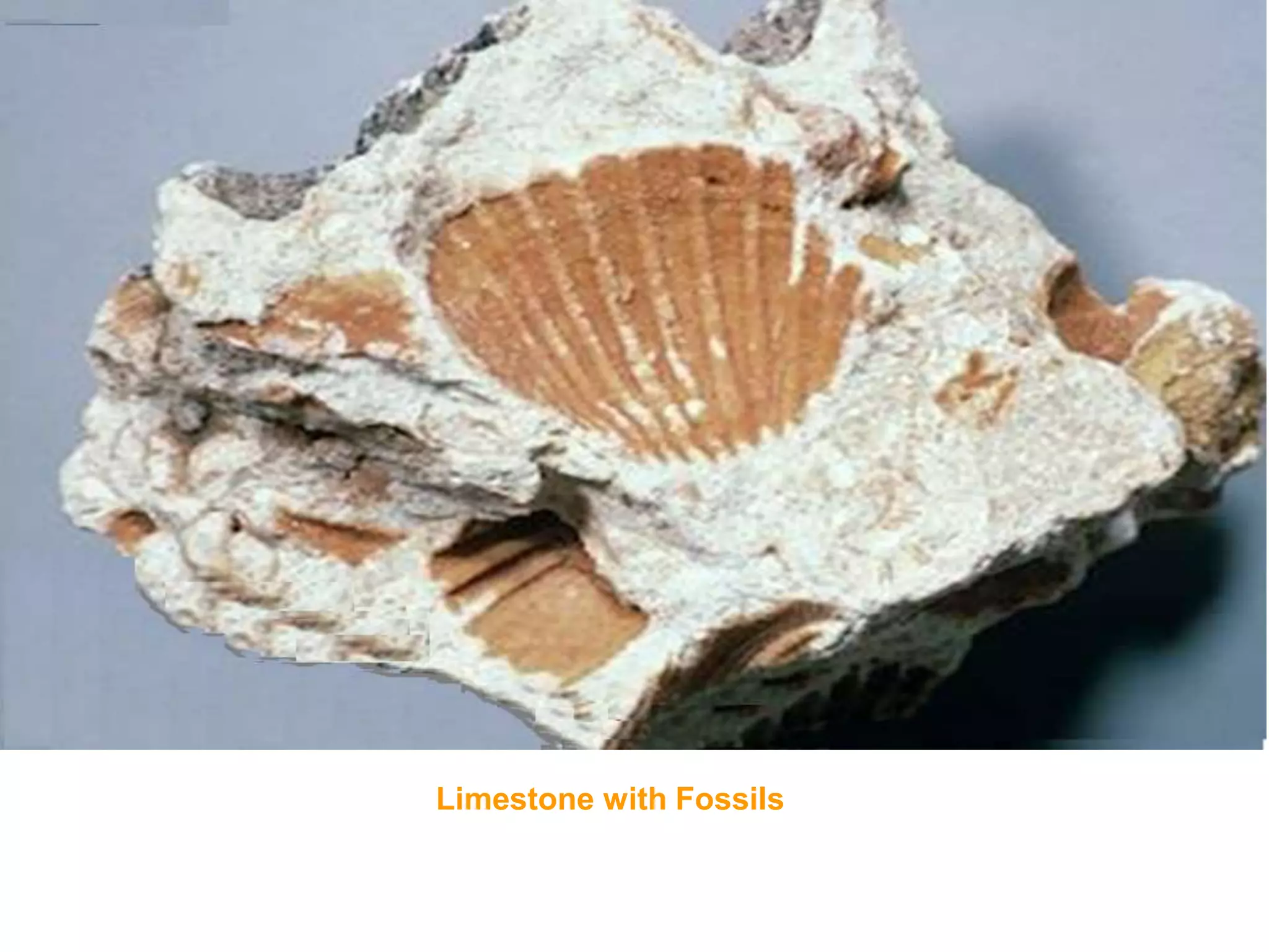 Limestone with Fossils
 