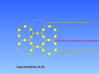 Cada oxígeno es compartido por dos hexágonos Cada silicio es compartido por tres hexágonos Los oxígenos apicales, sobre los silicios Capa tetraédrica: Si  2 O 5 