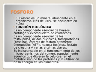 FOSFORO
El Fósforo es un mineral abundante en el
organismo. Más del 80% se encuentra en
hueso.
FUNCIÓN BIOLÓGICA
Es un componente esencial de huesos,
cartílago y exoesqueleto de crustáceos.
Es un componente esencial de los
fosfolípidos, ácidos nucleicos, fosfoproteínas
(caseína), ésteres de fosfato altamente
energéticos (ATP), hexosa fosfatos, fosfato
de creatina y varias enzimas claves.
Es indispensable en el funcionamiento de los
microorganismos del rumen, especialmente
aquellos que digieren la celulosa, en el
metabolismo de las proteínas y la utilización
de la energía de los alimentos.
 