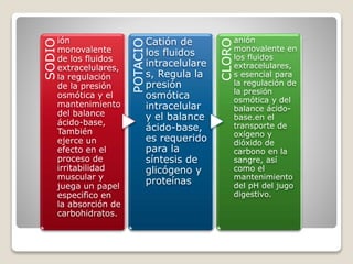SODIO
ión
monovalente
de los fluidos
extracelulares,
la regulación
de la presión
osmótica y el
mantenimiento
del balance
ácido-base,
También
ejerce un
efecto en el
proceso de
irritabilidad
muscular y
juega un papel
especifico en
la absorción de
carbohidratos.
POTACIO
Catión de
los fluidos
intracelulare
s, Regula la
presión
osmótica
intracelular
y el balance
ácido-base,
es requerido
para la
síntesis de
glicógeno y
proteínas
CLORO
anión
monovalente en
los fluidos
extracelulares,
s esencial para
la regulación de
la presión
osmótica y del
balance ácido-
base.en el
transporte de
oxígeno y
dióxido de
carbono en la
sangre, así
como el
mantenimiento
del pH del jugo
digestivo.
 