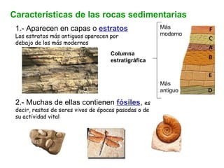 Características de las rocas sedimentarias 1.- Aparecen en capas o  estratos Los estratos más antiguos aparecen por debajo de los más modernos 2.- Muchas de ellas contienen  fósiles ,  es decir, restos de seres vivos de épocas pasadas o de su actividad vital Columna estratigráfica Más moderno Más antiguo 