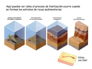 Aquí puedes ver cómo el proceso de fosilización ocurre cuando se forman los estratos de rocas sedimentarias: Caliza con fósil 