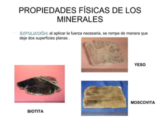 PROPIEDADES FÍSICAS DE LOS MINERALES EXFOLIACIÓN:  al aplicar la fuerza necesaria, se rompe de manera que deje dos superficies planas . YESO MOSCOVITA BIOTITA 