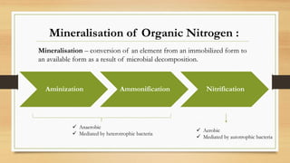 Aminization Ammonification Nitrification
 Anaerobic
 Mediated by heterotrophic bacteria
 Aerobic
 Mediated by autotrophic bacteria
Mineralisation of Organic Nitrogen :
Mineralisation – conversion of an element from an immobilized form to
an available form as a result of microbial decomposition.
 