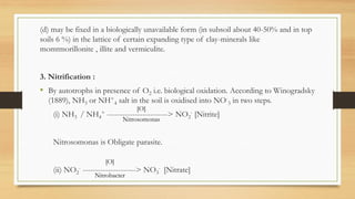 Mineralization of organic nitrogen | PDF