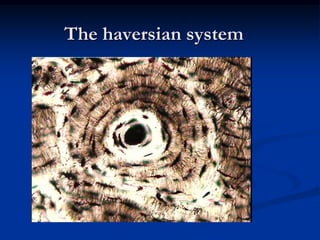 Leverage for locomotionGross Anatomy of BonesI. Compact BonesLong BonesDiaphysis-tubular partEpiphyses-bone endsEpiphyseal Plate
