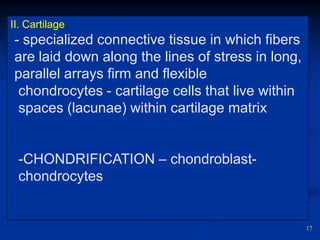 The haversian system