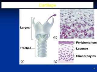 Bone DevelopmentOSSIFICATION – process of bone                                        development1. Intramembranous ossification         - direct bone development of membrane           bones2.Endochondral ossification       - development of bones preceeded by          cartilages