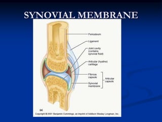 PARATHORMONE AND CALCITONINThe hormones that influence or regulates the withdrawal of calcium to maintain calcificationOSTEOBLAST – developing bone cellsOSTEOCLAST – bone destructing cellsOSTEOCYTES – bone-building cells