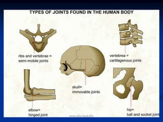 Fibrocartilaginous Callus Formation