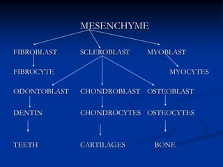 				MESENCHYMEFIBROBLAST		SCLEROBLAST  	MYOBLAST		 			     	FIBROCYTE						MYOCYTES		     ODONTOBLAST	CHONDROBLAST 	OSTEOBLASTDENTIN		CHONDROCYTES	OSTEOCYTESTEETH		CARTILAGES	    BONE