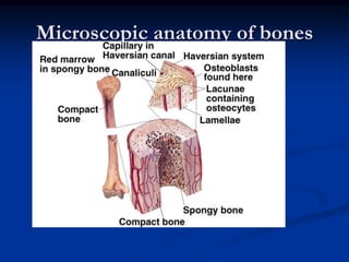 Hemopoeisis/hematopoiesis