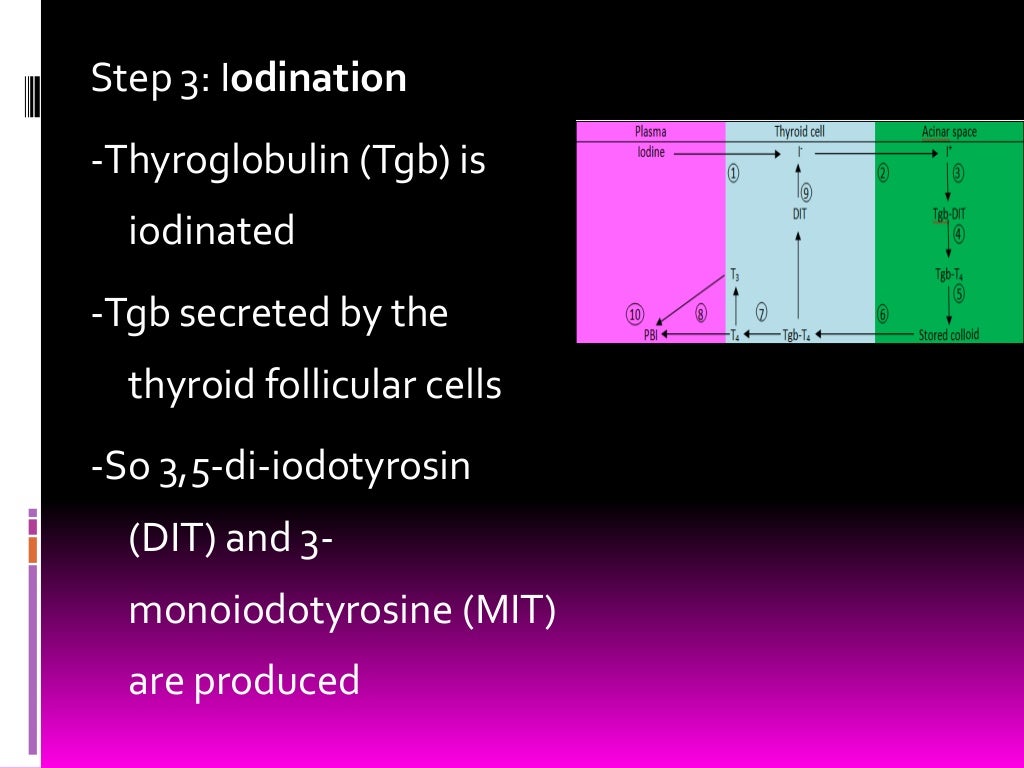 Mineral metabolism (iodine & zinc) Biochemistry