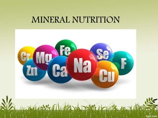 MINERAL NUTRITION
 