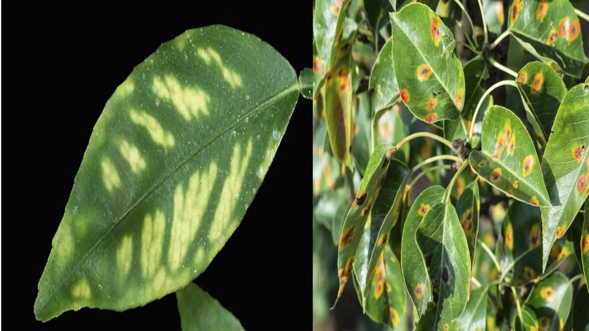 Effect and applications of different mineral nutrients on plants by Sohail