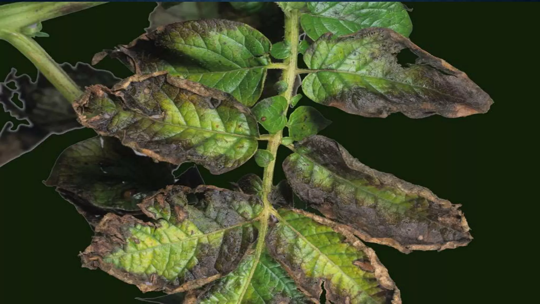 Effect and applications of different mineral nutrients on plants by Sohail