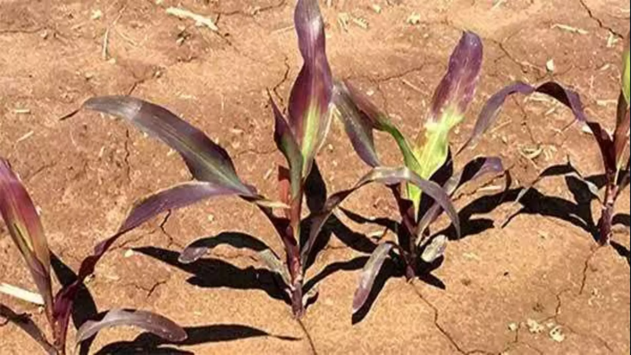 Effect and applications of different mineral nutrients on plants by Sohail