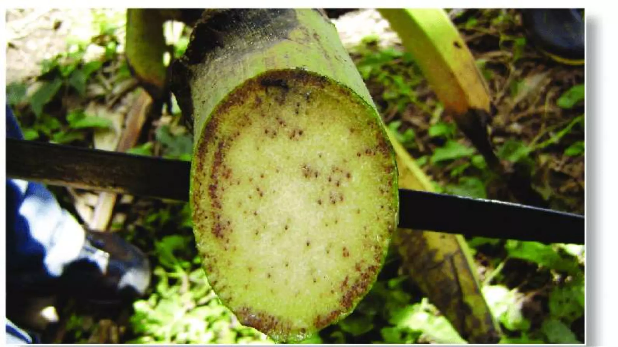 Effect and applications of different mineral nutrients on plants by Sohail