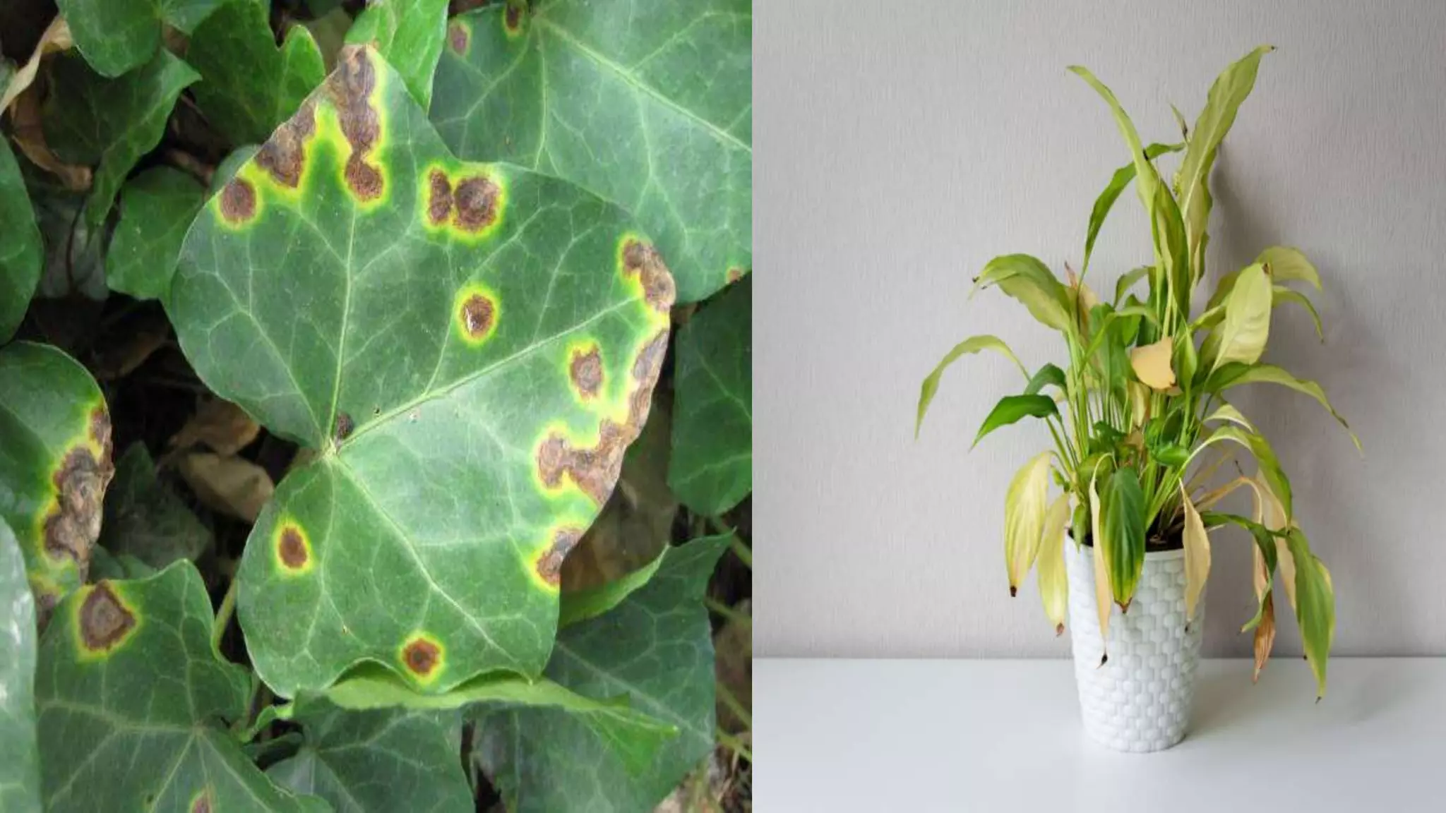 Effect and applications of different mineral nutrients on plants by Sohail