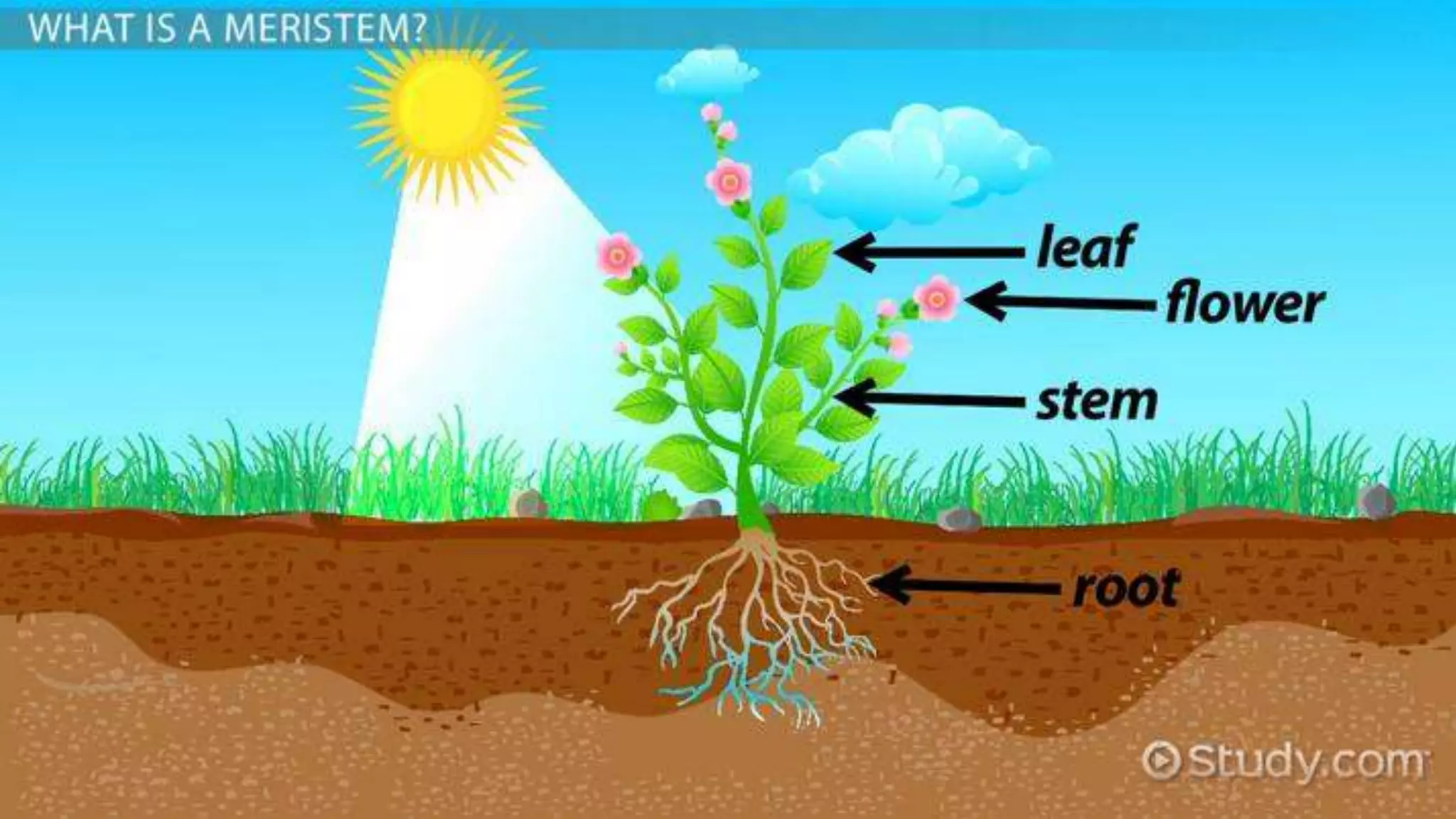 Effect and applications of different mineral nutrients on plants by Sohail