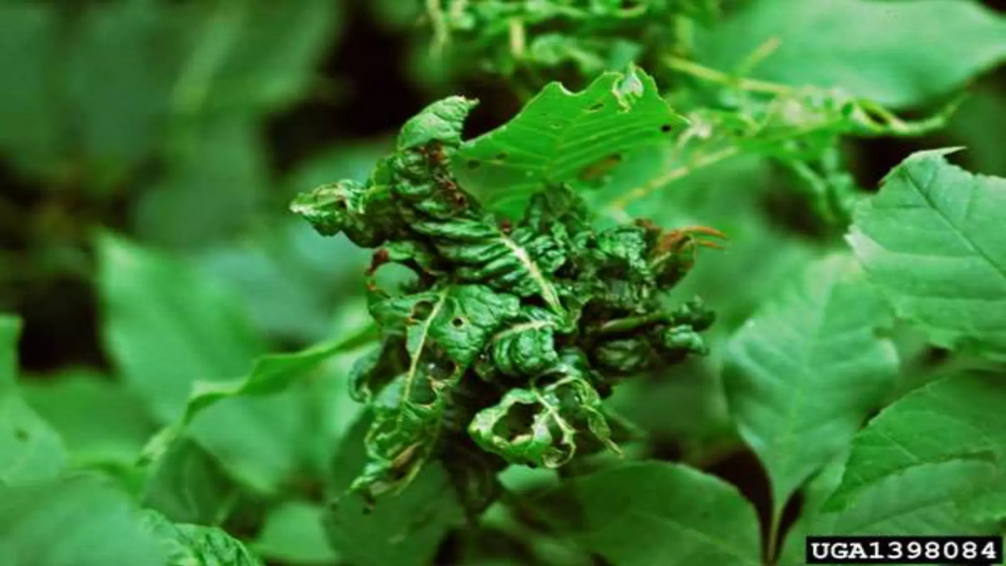 Effect and applications of different mineral nutrients on plants by Sohail