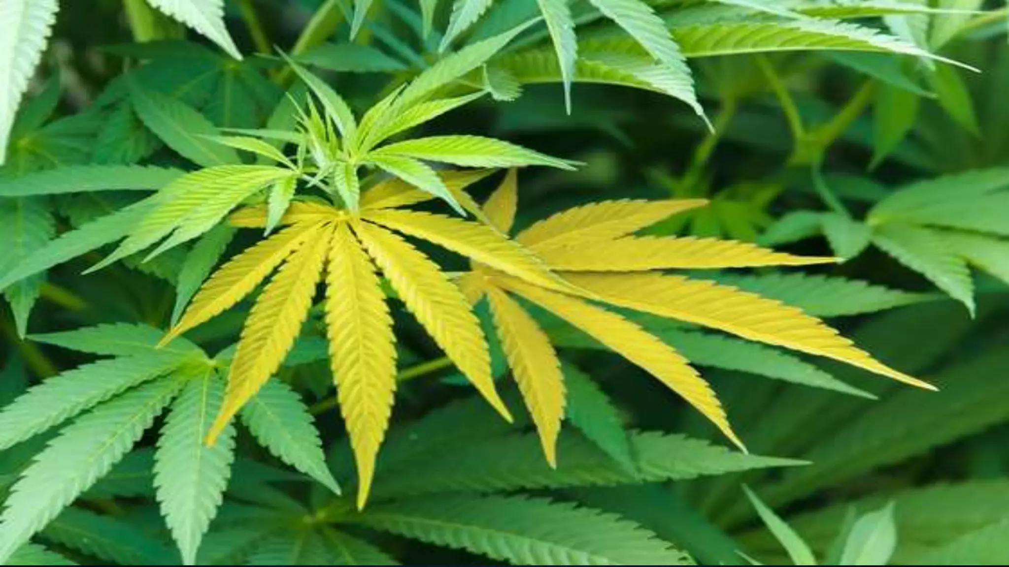 Effect and applications of different mineral nutrients on plants by Sohail