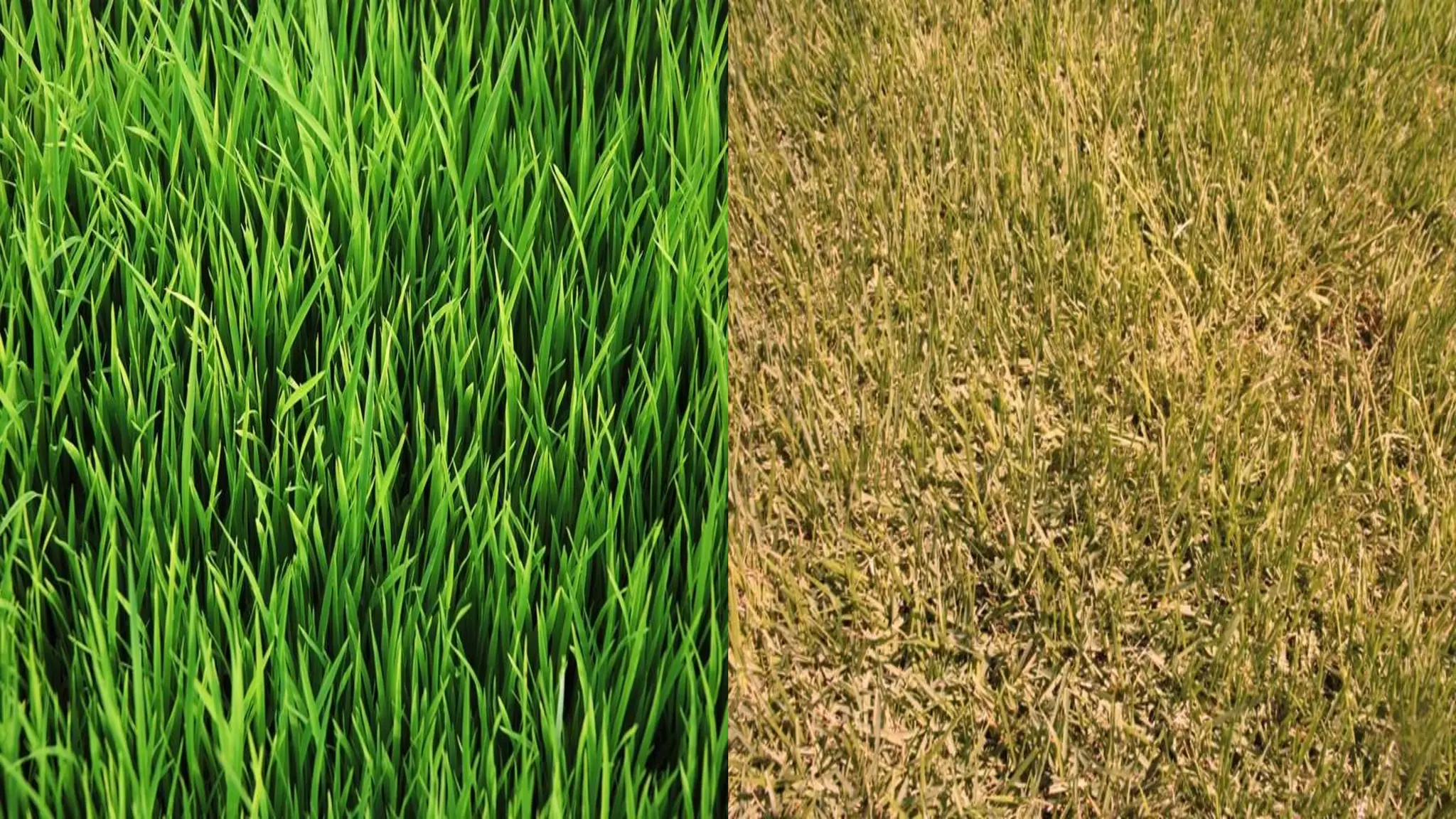 Effect and applications of different mineral nutrients on plants by Sohail