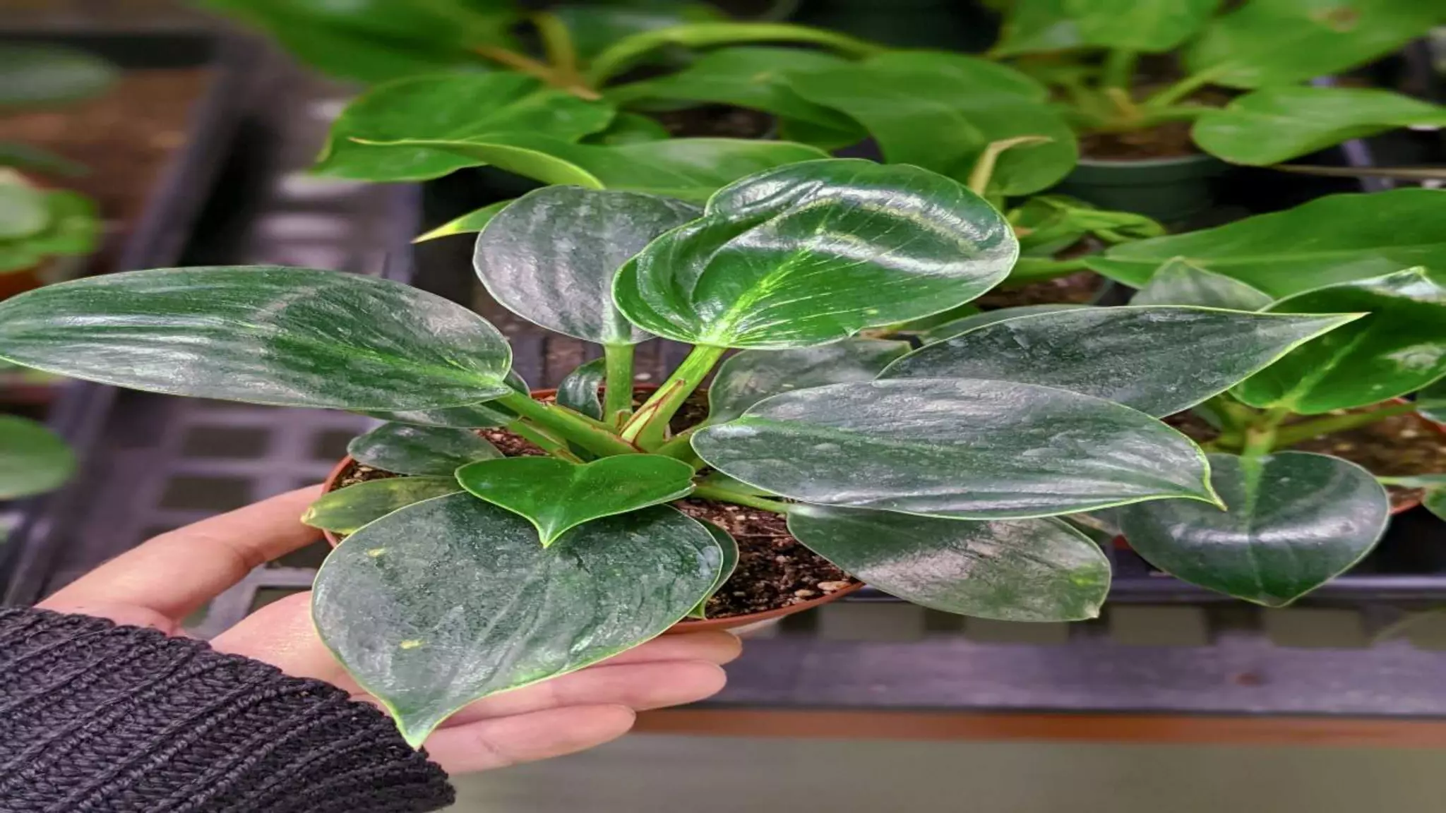 Effect and applications of different mineral nutrients on plants by Sohail