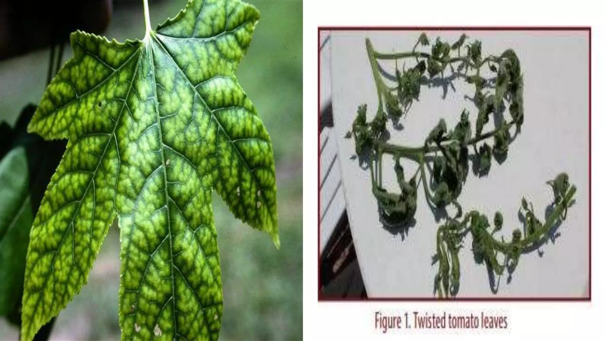 Effect and applications of different mineral nutrients on plants by Sohail