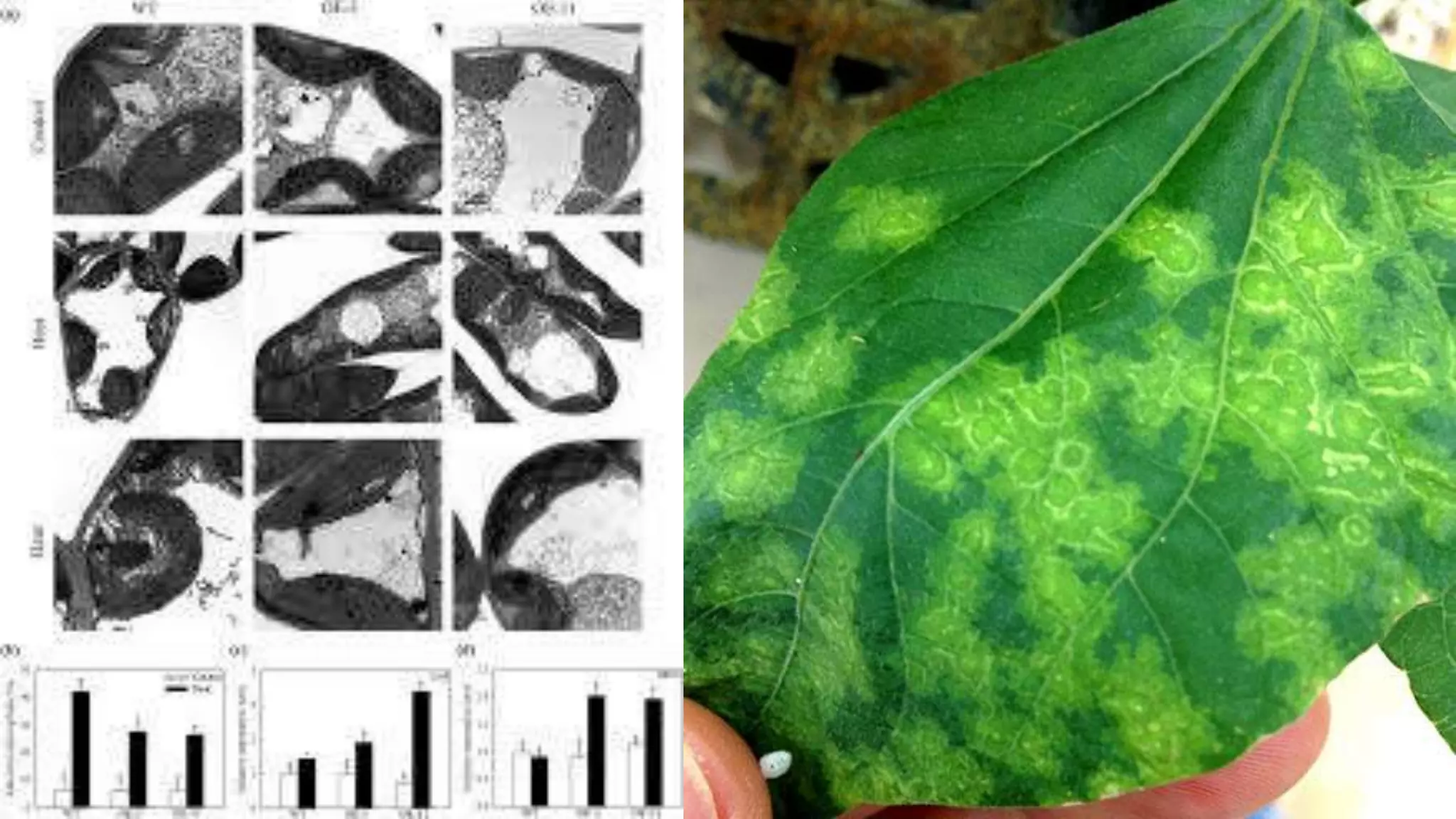 Effect and applications of different mineral nutrients on plants by Sohail