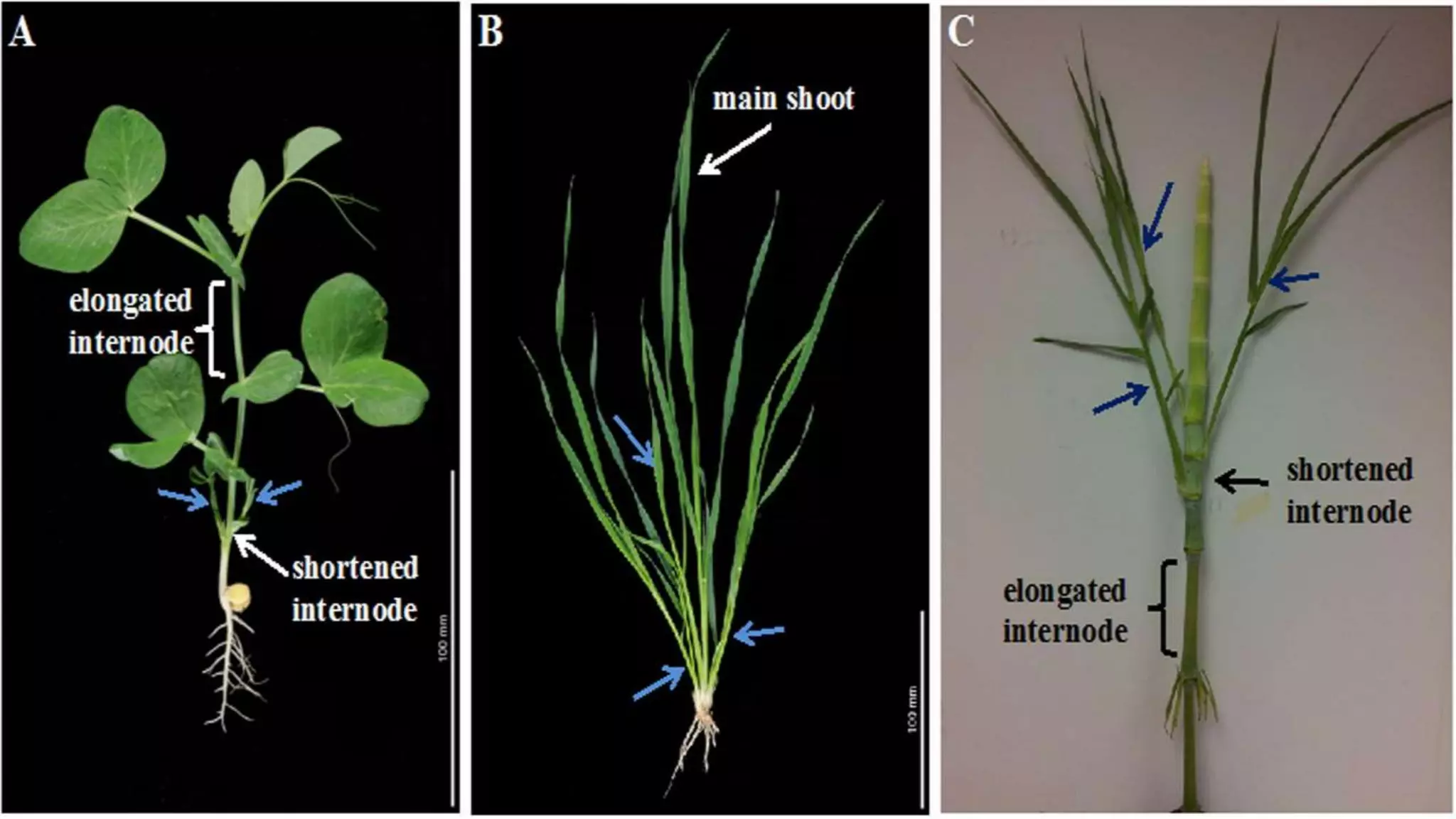 Effect and applications of different mineral nutrients on plants by Sohail