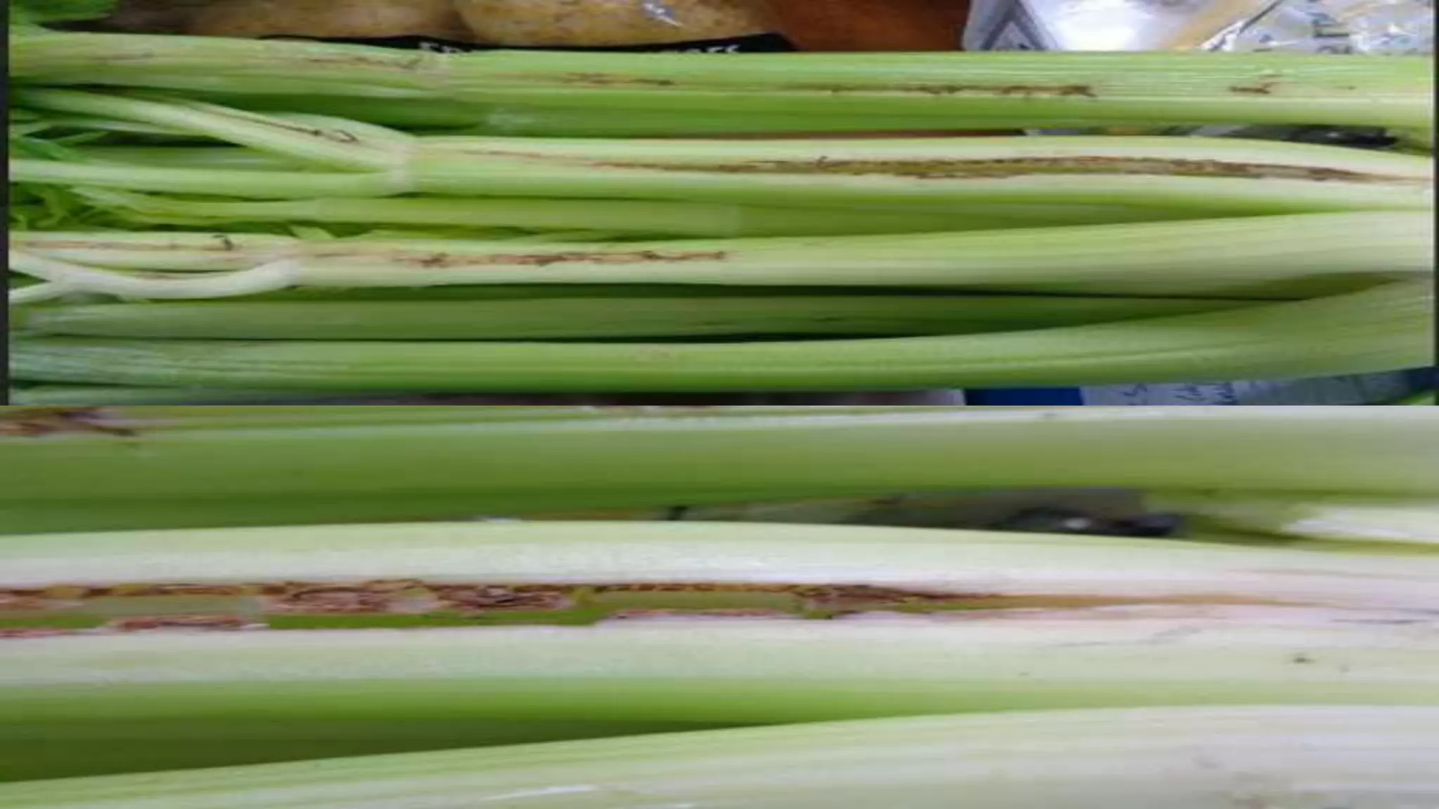 Effect and applications of different mineral nutrients on plants by Sohail