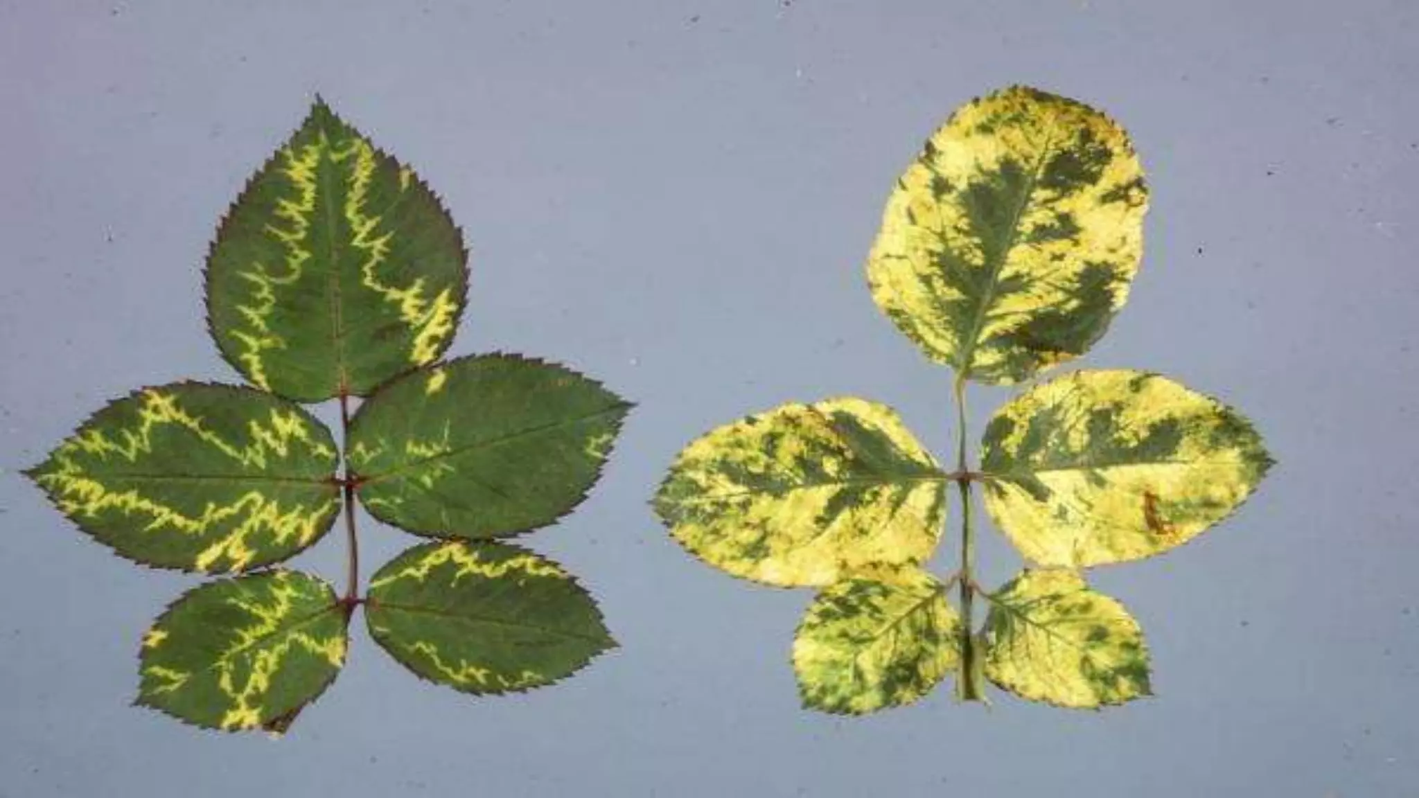 Effect and applications of different mineral nutrients on plants by Sohail