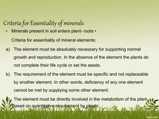 mineralnutrition 2.docx