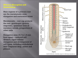 Mineral nutrition, absoprtion & assimililation | PPT