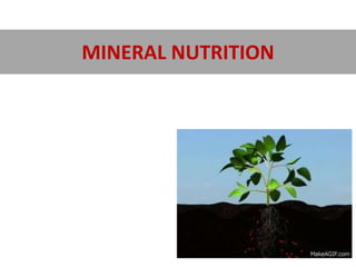 MINERAL NUTRITION
 
