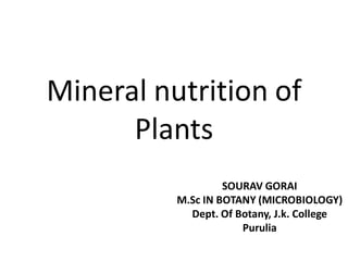 Mineral nutrition of
Plants
SOURAV GORAI
M.Sc IN BOTANY (MICROBIOLOGY)
Dept. Of Botany, J.k. College
Purulia
 