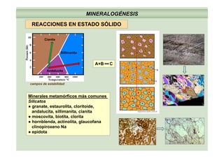 MINERALOGÉNESIS
REACCIONES EN ESTADO SÓLIDO
Cianita
REACCIONES EN ESTADO SÓLIDO
Sillimanita
A+B C
Andalucita
Minerales metamórficos más comunes
campos de estabilidad
Minerales metamórficos más comunes
Silicatos
● granate, estaurolita, cloritoide,
andalucita, sillimanita, cianita objective-earth.unil.ch
● moscovita, biotita, clorita
● hornblenda, actinolita, glaucofana
clinopiroxeno Na
● epidota● epidota
 