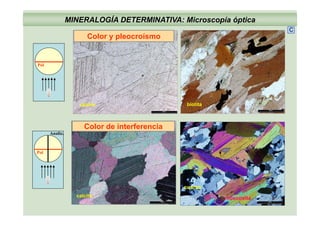 MINERALOGÍA DETERMINATIVA: Microscopía óptica
Color y pleocroísmo
C
Color y pleocroísmo
Pol
biotitacalcita
Color de interferencia
Analiz.
Pol
cuarzo
moscovitacalcita
 