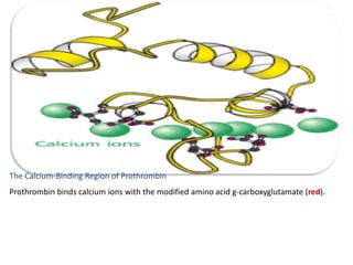 The Calcium-Binding Region of Prothrombin
Prothrombin binds calcium ions with the modified amino acid g-carboxyglutamate (red).
 