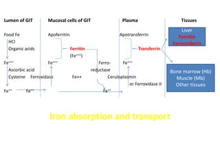 Lumen of GIT Mucosal cells of GIT Plasma Tissues
Food Fe Apoferritin Apotransferrin
HCl
Organic acids Ferritin Transferrin
(Fe+++)
Fe+++ Fe+++ Ferro- Fe+++
Ascorbic acid reductase
Cysteine Ferroxidase Fe++ Ceruloplasmin
or Ferroxidase II
Fe++ Fe++ Fe++
Iron absorption and transport
Liver
Ferritin
hemosiderin
Bone marrow (Hb)
Muscle (Mb)
Other tissues
 