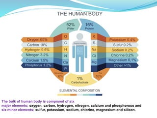 The bulk of human body is composed of six
major elements: oxygen, carbon, hydrogen, nitrogen, calcium and phosphorous and
six minor elements: sulfur, potassium, sodium, chlorine, magnesium and silicon.
 