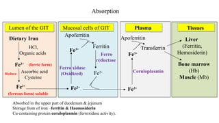 Lumen of the GIT
Dietary Iron
Fe3+
HCl,
Organic acids
Ascorbic acid
Cysteine
Fe2+
Fe2+
Fe2+
Fe3+
Fe3+
Mucosal cells of GIT Plasma
Apoferritin
Apoferritin
Ferritin Transferrin
Ceruloplasmin
Ferro
reductase
Ferro xidase
(Oxidized) Fe2+
Tissues
Liver
(Ferritin,
Hemosiderin)
Bone marrow
(Hb)
Muscle (Mb)
Absorbed in the upper part of duodenum & jejunum
Storage from of iron –ferritin & Haemosiderin
Cu-containing protein ceruloplasmin (ferroxidase activity).
Absorption
(ferric form)
(ferrous form) soluble
Reduce
 