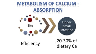 Site
Efficiency
Upper
small
intestine
20-30% of
dietary Ca
 