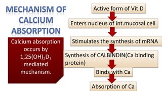 Calcium absorption
occurs by
1,25(OH)2D3
mediated
mechanism.
Enters nucleus of int.mucosal cell
Stimulates the synthesis of mRNA
Synthesis of CALBINDIN(Ca binding
protein)
Binds with Ca
Active form of Vit D
Absorption of Ca
 