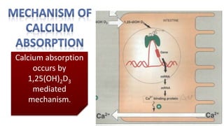 Calcium absorption
occurs by
1,25(OH)2D3
mediated
mechanism.
 