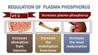 VIT D
Increases
absorption
from
intestine
Increases
the
mobilization
from bone
Increases
the renal
reabsorption
Increases plasma phosphorus
 