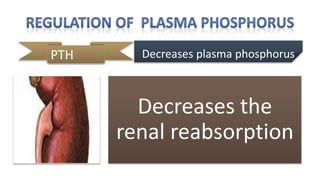 PTH
Decreases the
renal reabsorption
Decreases plasma phosphorus
 