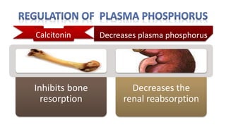 Calcitonin
Inhibits bone
resorption
Decreases the
renal reabsorption
Decreases plasma phosphorus
 