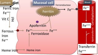 Ferric Iron
Fe+++
Ferrous
Iron
Fe++
Heme iron
Vit C
Hcl
Fe++
Fe+++
Ferritin
Apoferritin
Heme iron
Fe++ Fe++
Fe+++
Transferrin
Fe+++
Lumen Mucosal cell Blood
Ceruloplasmin
Apotransferrin
Ferroxidase
Ferroreductase
diet
 